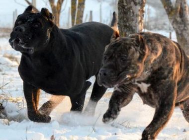 猛犬界中的江湖纷争，南帝北丐，东邪西毒，各归其位，谁与争锋