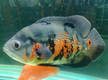 地图鱼身份信息