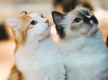 宠物网红，替人赚钱的工具猫狗