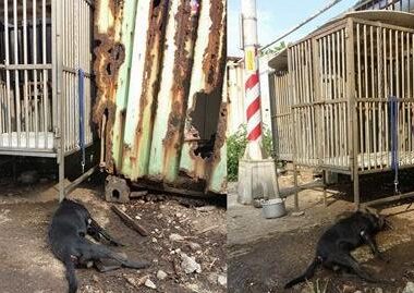 黑狗遭困户外铁笼 洒水降温竟冒白烟吐血亡