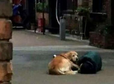 主人遛狗晕倒,金毛萨摩耶反应天差地远,其中一只就是白眼狼