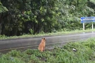 忠犬痴等主人1年 最后却惨死路边