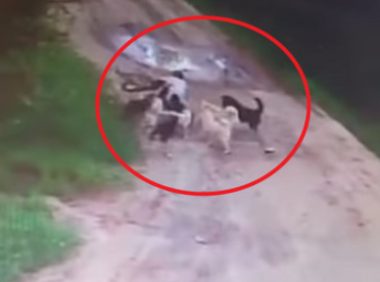 俄罗斯男子喂养流浪狗两年 却因一次没带食物惨遭恶狗围攻咬死