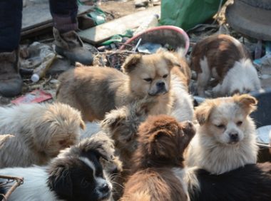 流浪狗咬人,投食者被判赔偿3700元,以后还敢喂流浪狗吗