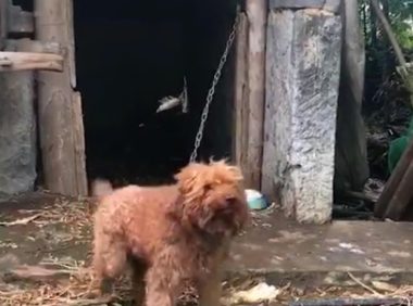 泰迪在农村被养成看家狗,憨壮老实,看到熟人还会摇尾巴……