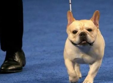 合众社:哪种狗在美国年度全国犬展拔得头筹 法国斗牛犬拿下殊荣