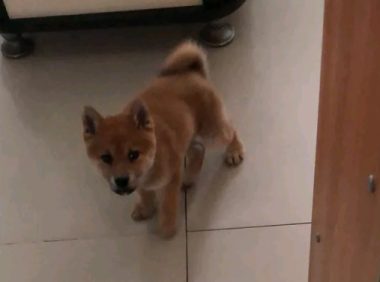 柴犬感觉地面上太冰,它跑来和主人玩,原来是以便上布艺沙发