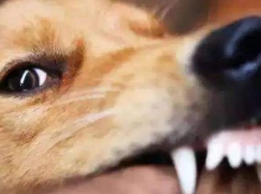 如果被动物咬伤了怎么办？特别是自己家的小猫小狗