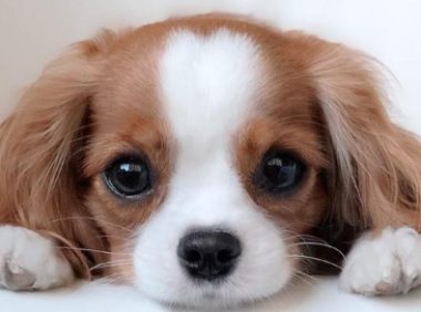 幼犬吃撑了一般要几天恢复正常