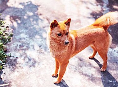 老人捡到一只怪狗，却被众人嫌弃，当知道它身价时，瞬间瞪大双眼