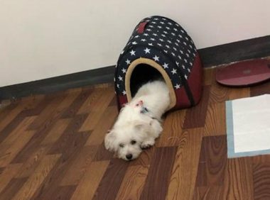 流浪犬在店外冷得一脸懵逼，女生给买一些吃的后，狗狗竟积极求收容