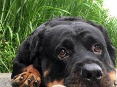 狗狗等蜗牛过马路,但恋人蜗牛在不可描述的事,欺压单身汪太过分了!