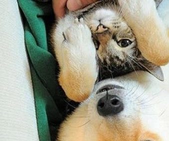 把柴犬和狸花猫派去看护小主人,它们争着表现自己,笑哭主人