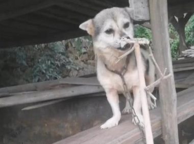 狗狗刚开始很凶,当网民拿了肉回来后立刻就变和蔼可亲了,好香基本定律?