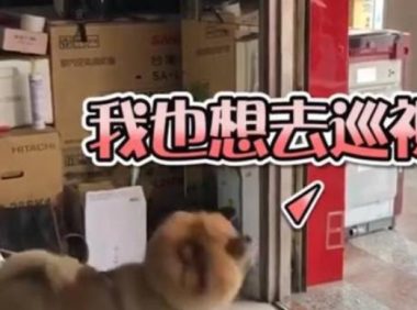 主人出门不带狗狗,狗狗瞬间崩溃,大喊大叫疯狂撒娇