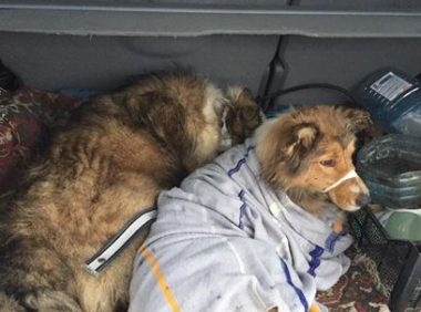 同伴受伤卡铁轨 牧羊犬保护同伴不离不弃