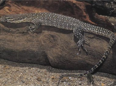 帝汶巨蜥身份信息