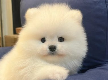 2023宠物行业趋势洞察白皮书发布:烘焙粮、冻干粮、老年犬粮成新增长点
