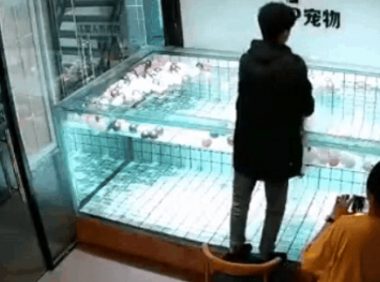 法斗犬泳池内溺亡,主人却在旁笑着拍视频:“你看它都不会游泳哎~”