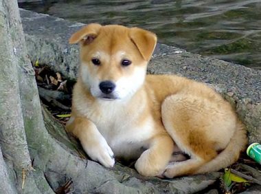 10年过去了,我的中华田园犬老狗还在等待我回家,狗牙齿都掉光了