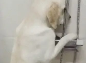 狗狗犯错被主人罚站,站的双腿发抖,不敢直视主人!