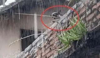 狗狗被关天台不断嚎叫求救,男子冒雨搭救