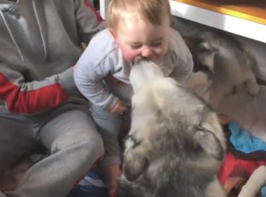 宝宝跟哈士奇亲亲抱抱，另一只二哈成醋坛子，狗子小表情已表明一切