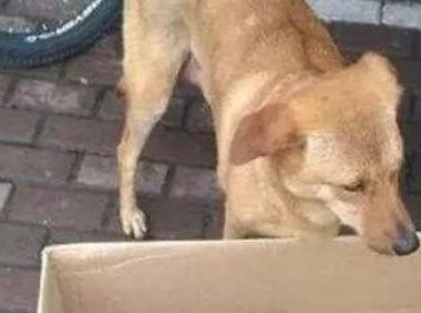 土狗含泪回到家,鼻子上出现一个血孔,看清物体后忍不住口吐芬芳