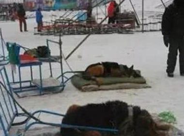 可怜雪橇犬拉客跑一圈只收10块,每天只有几颗馒头和剩下的骨头