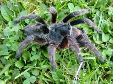 巴西灰烟雾身份信息