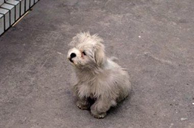 善良老夫妇救助几百条流量狗狗感动众人