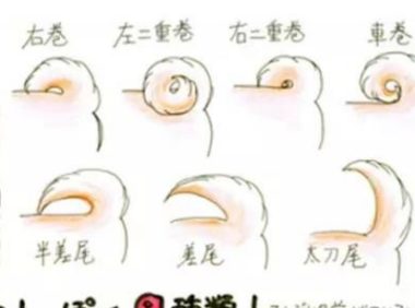 柴犬尾巴怎样卷 卷尾大体可以分为以下两种