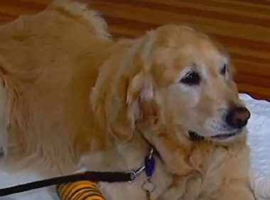 导盲犬飞身挡车救主人 重伤仍守护不离开