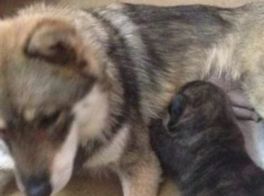 主人要结婚搬家了,抛弃了自家土狗,土狗含泪去找邻居求助