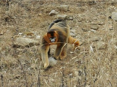 金丝猴身份信息