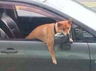 柴犬被主人扔在车里，狗狗伸出头一副心力憔悴，宝宝心里苦