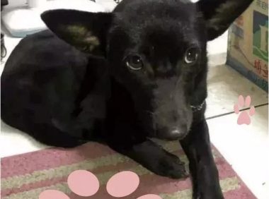 避寒流浪狗躲进小区,物业不但没赶走还给它找了份工作~