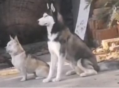 自打我们家二哈返乡下了,老家的土狗就异常了,这也是给带歪了?