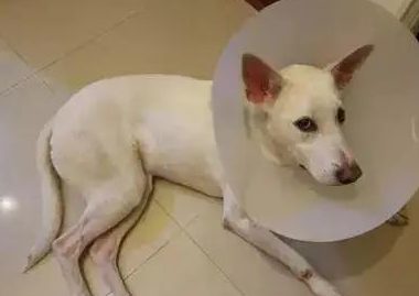 为了更好地给狗狗套上伊丽莎白项圈，铲屎官主人们施展了聪明才智