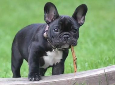 法斗犬托运过程中死亡，宠运商擅改运输方式被告上法庭