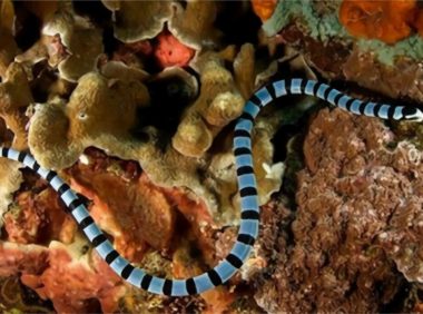 灰蓝扁尾海蛇身份信息