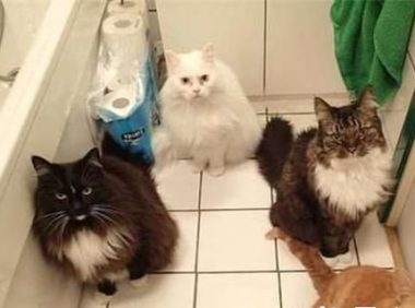 新来小狗被6只猫咪围观 主人笑趴