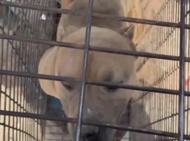 恶霸犬论斤被卖进了笼，幸亏遇到好心大哥