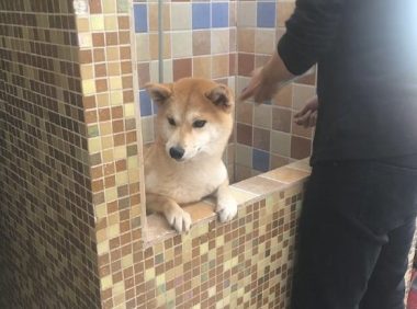 柴犬在冼澡以前，主人还去给它做观念提前准备，狗：乘飞机讹一下主人！