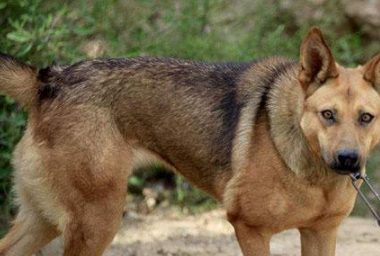 狼犬土狗的混血儿,每日定时执行外出,定时执行回家,主人和去看泪如雨下!