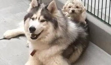 哈士奇与贵宾犬相互依靠,获救还在一起