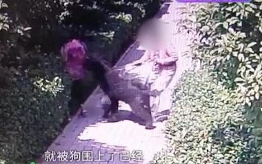 晓蕾说丨安阳“狗咬人”事件：如果王新刚的狗会说话