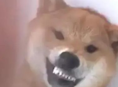 柴犬对铲屎官龇牙咧嘴，主人反手就是一巴掌