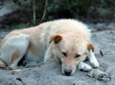 小区物业发现流浪狗如何安置?采取积极、有爱的措施妥善安置救助