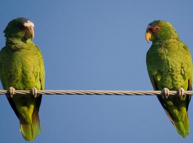 白顶亚马逊鹦鹉身份信息